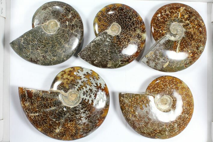 Lot: Polished Ammonites ( - ) - Pieces #101594